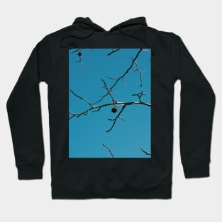 Sweet Gum Seed Pod Hoodie